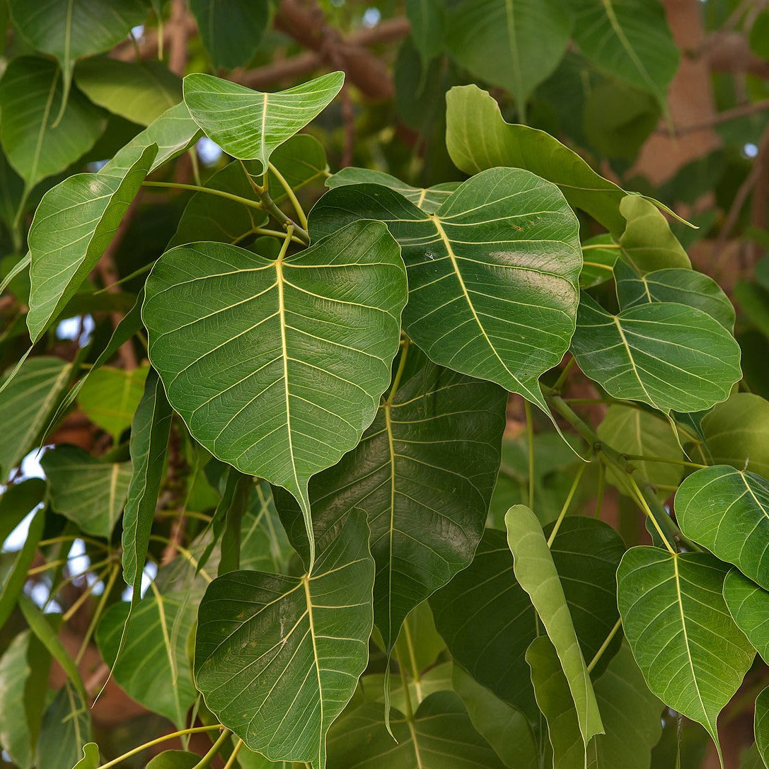 Bo-Tree Seeds (Ficus religiosa)  Frozen Seed Capsules
