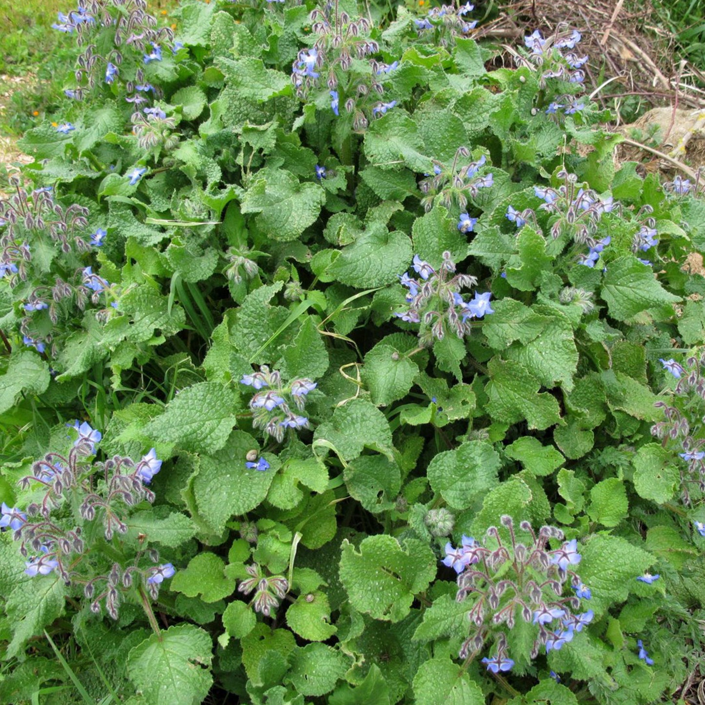 Borage Seeds (Borago officinalis)