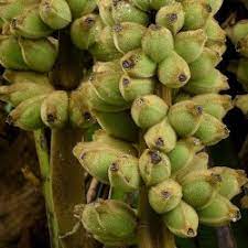 Bornean Hairy Banana Seeds (Musa hirta)