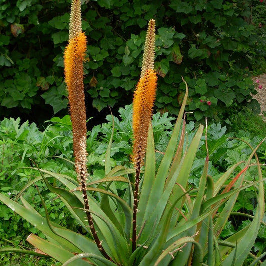 Bottle Brush Aloe Seeds (Aloe spicata)