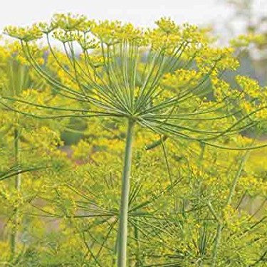 Bouquet Dill Seeds (Anethum graveolens)