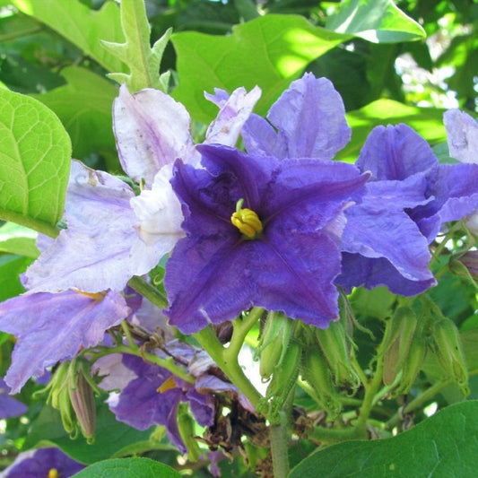 Brazilian Giant Star Potato Tree Seeds (Solanum Macranthum)