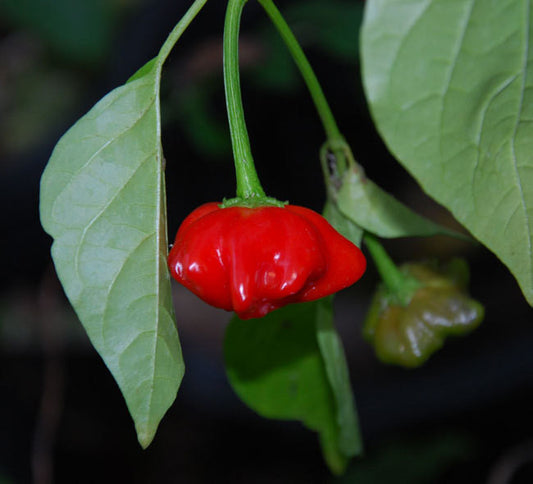 Aji Brazilian Starfish Pepper Seeds