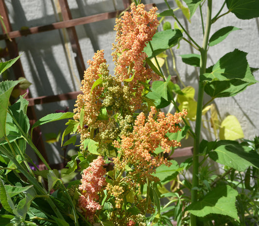 Brilliant Rainbow Quinoa Seeds (Chenopodium quinoa)