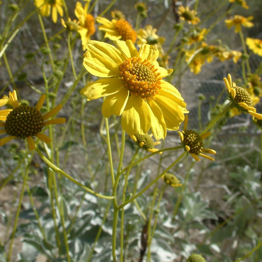 Brittlebush Seeds (Encelia farinosa)