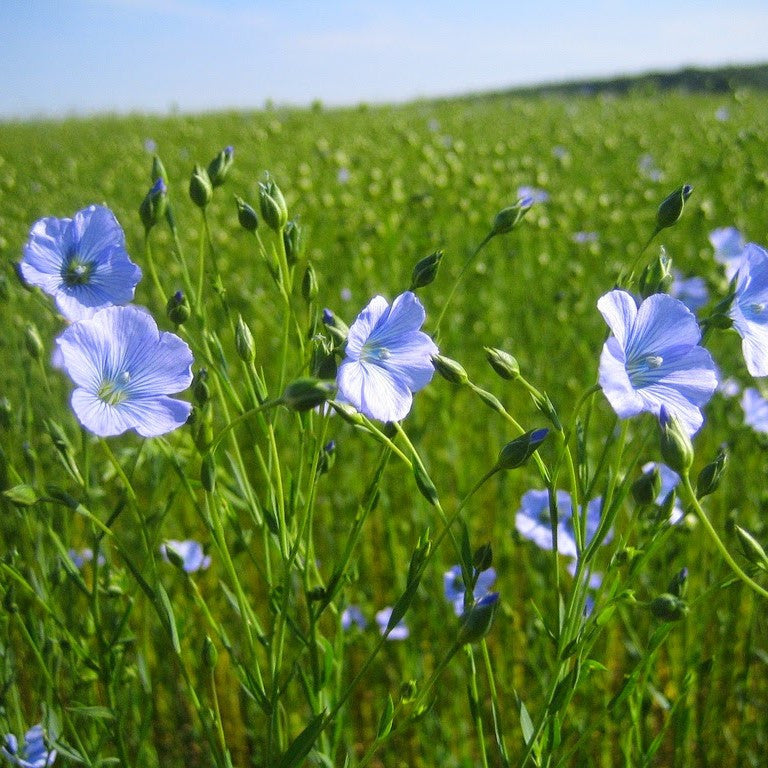 Brown Flax Seeds (Linum usitatissimum) – Frozen Seed Capsules™