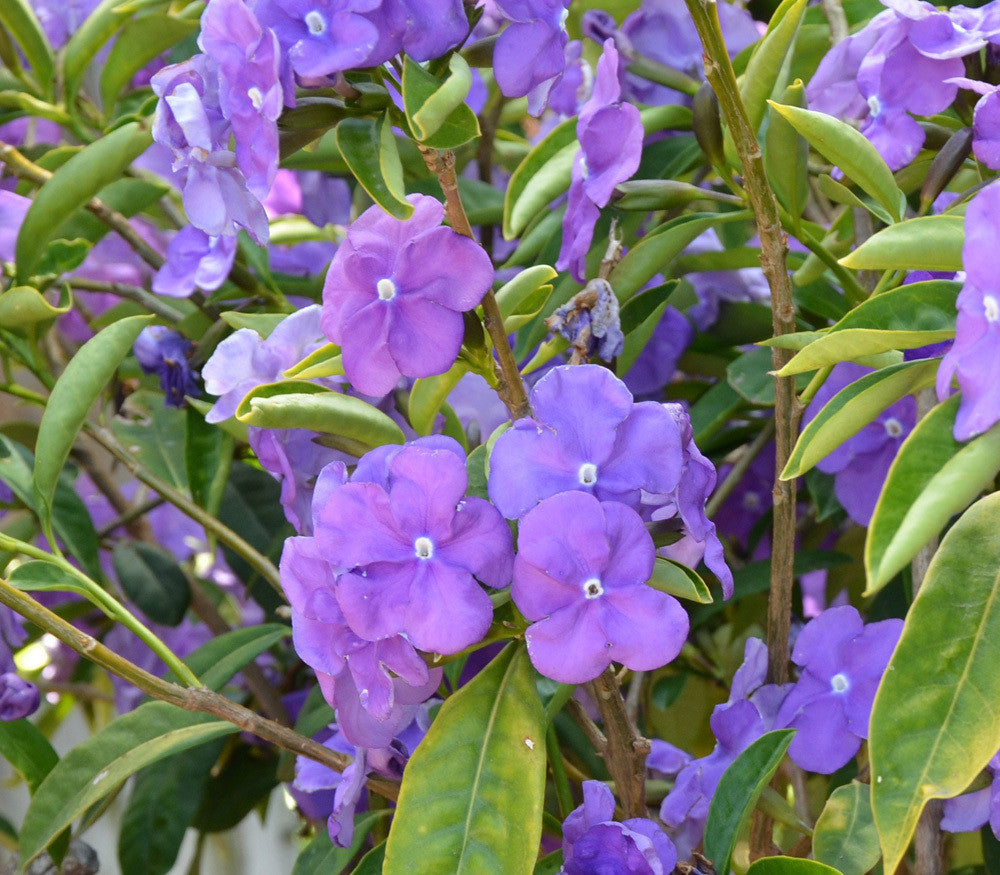 Yesterday, Today and Tomorrow Seeds (Brunfelsia floribunda)