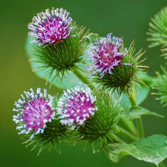 Burdock Seeds (Arcticum lappa)