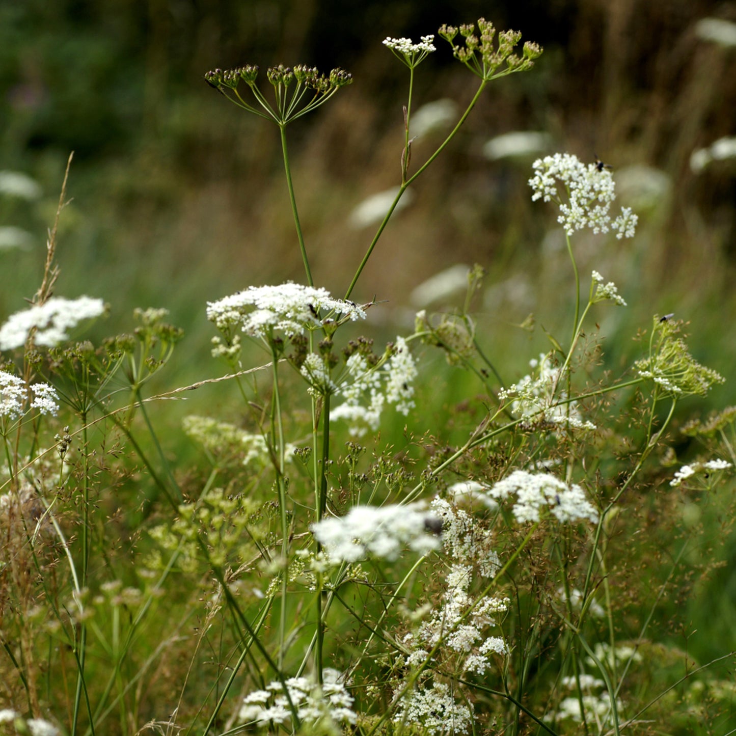 Burnet Saxifrage Seeds (Pimpinella saxifraga)