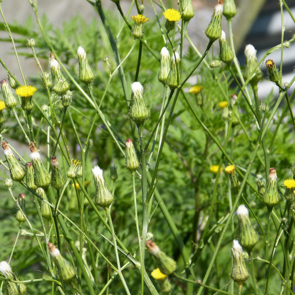 Canada Wild Lettuce Seeds (Lactuca canadensis)
