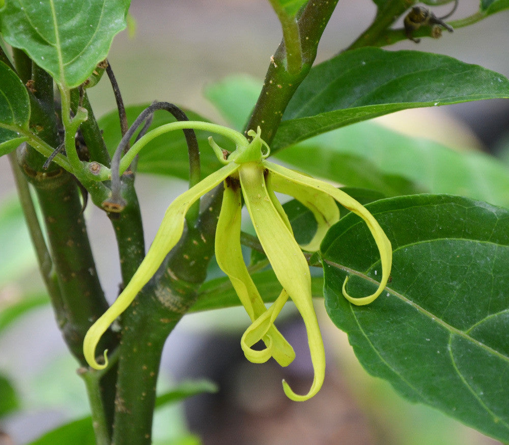 Ylang Ylang Seeds (Cananga odorata) Frozen Seed Capsules™