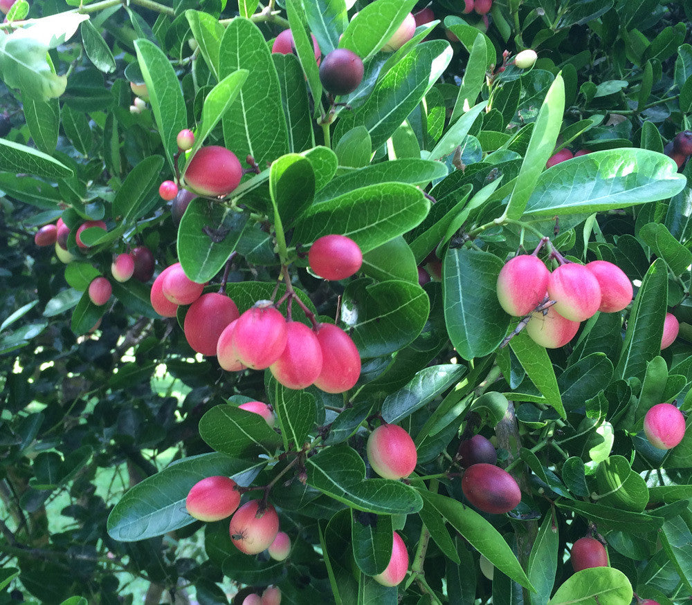 Karonda Seeds (Carissa carandas)
