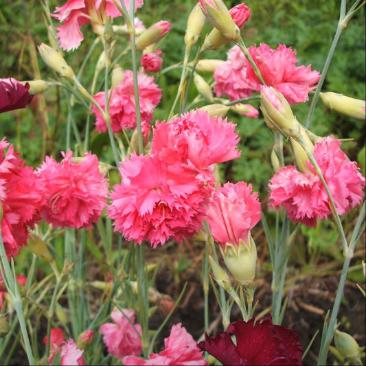 Clove-Pink Carnation Seeds (Dianthus caryophyllus 'Grenadin')