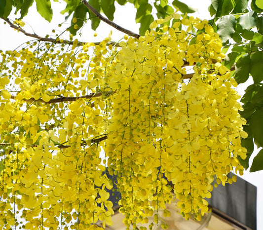 Golden Shower Tree Seeds (Cassia fistula)
