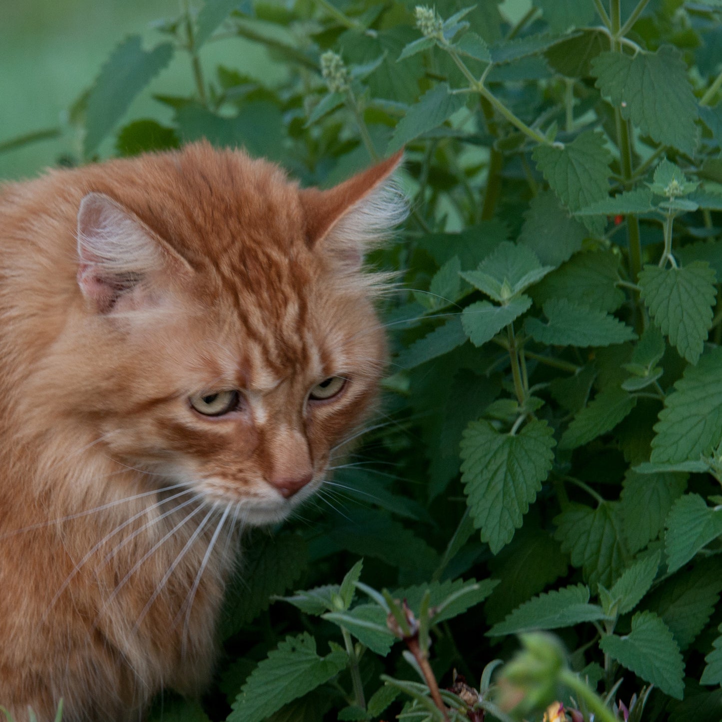 Catnip Seeds (Nepeta cataria)