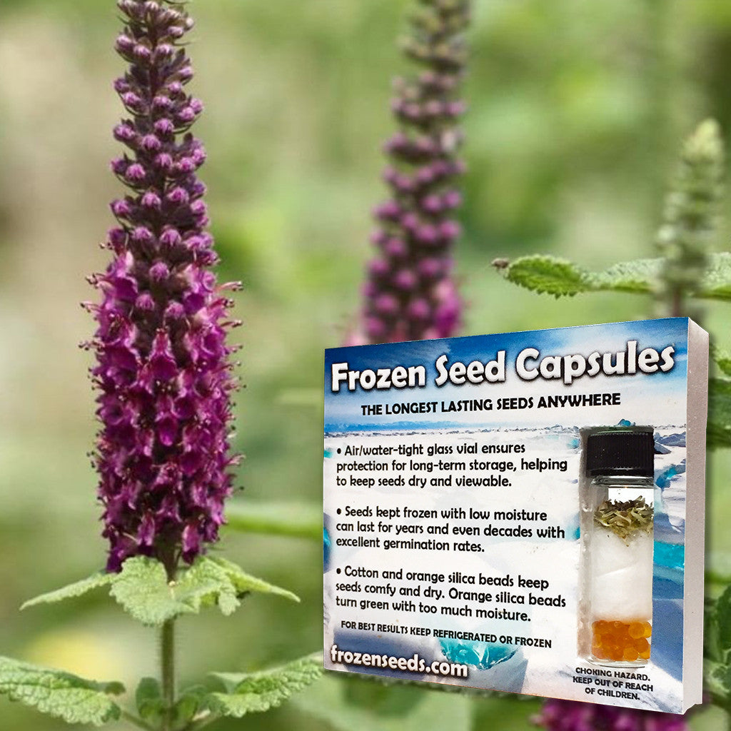 Caucasian Germander Seeds (Teucrium hyrcanicum)