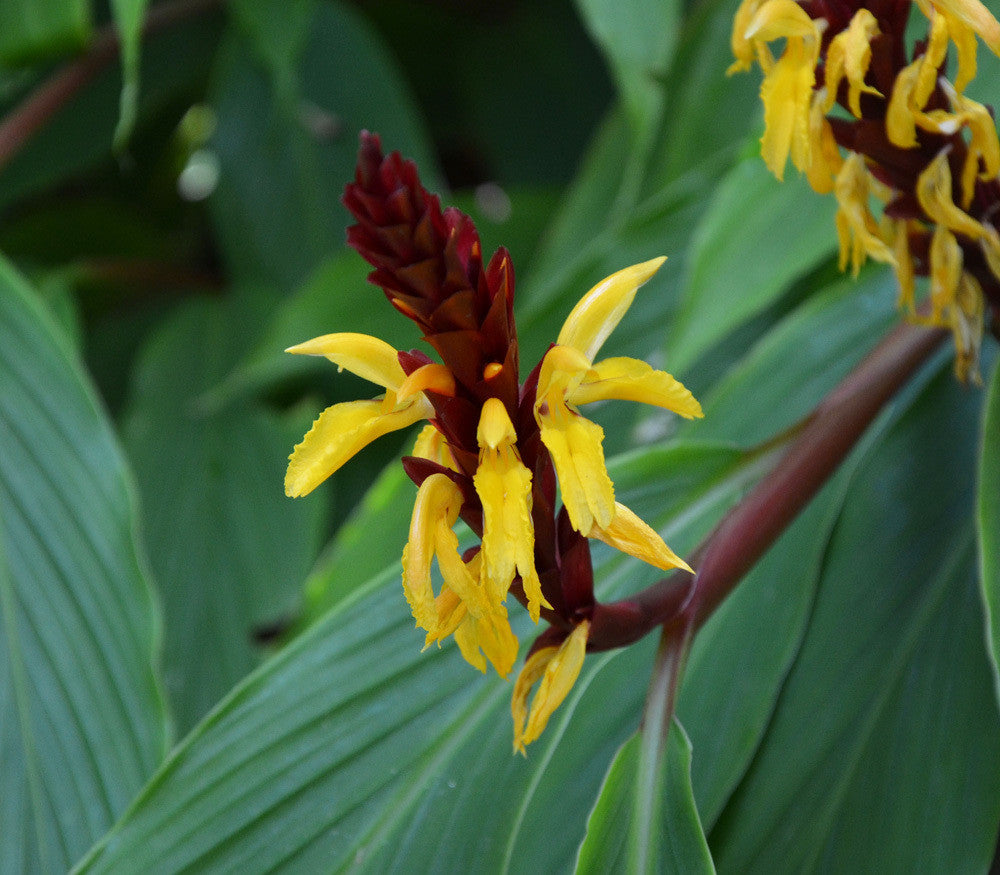 Ornamental Ginger Seeds (Cautleya spicata)