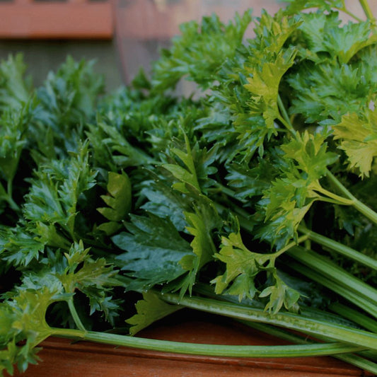 Amsterdam Celery Seeds (Apium graveolens secalinum)