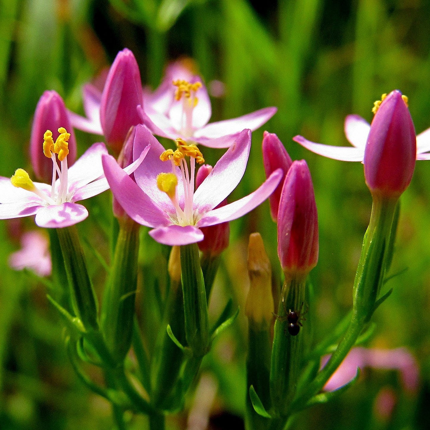 Centaury Seeds (Centaurium erythraea)