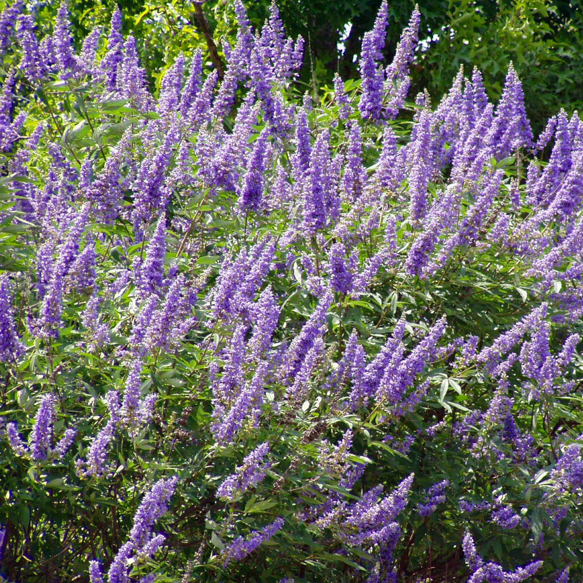Chaste Tree Seeds (Vitex agnus-chastus)