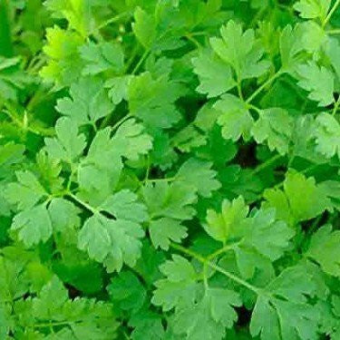 Chervil Seeds (Anthriscus cerefolium)