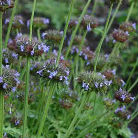 Crown Jewels Chia Seeds (Salvia columbariae)