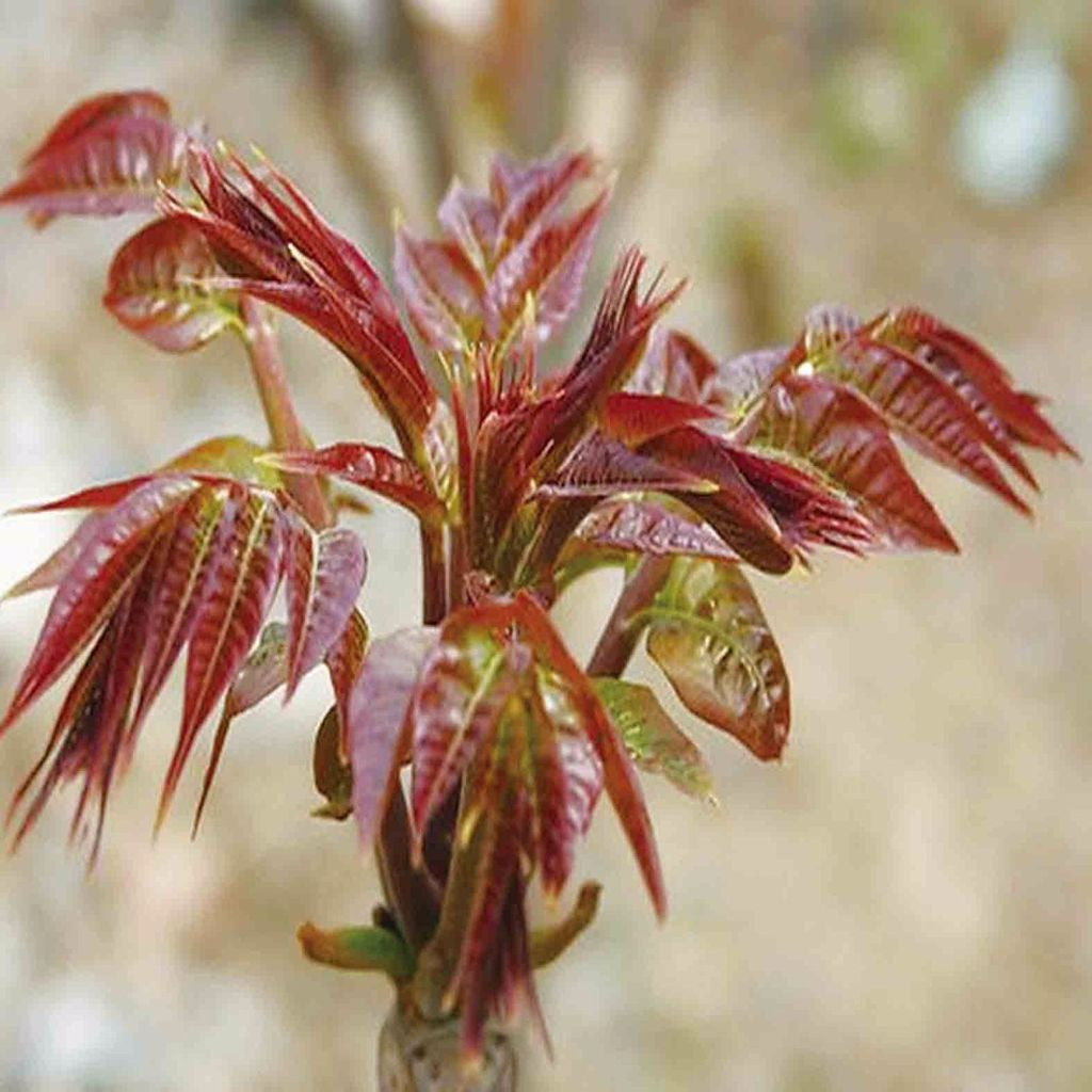 Chinese Toon Seeds (Toona sinensis)