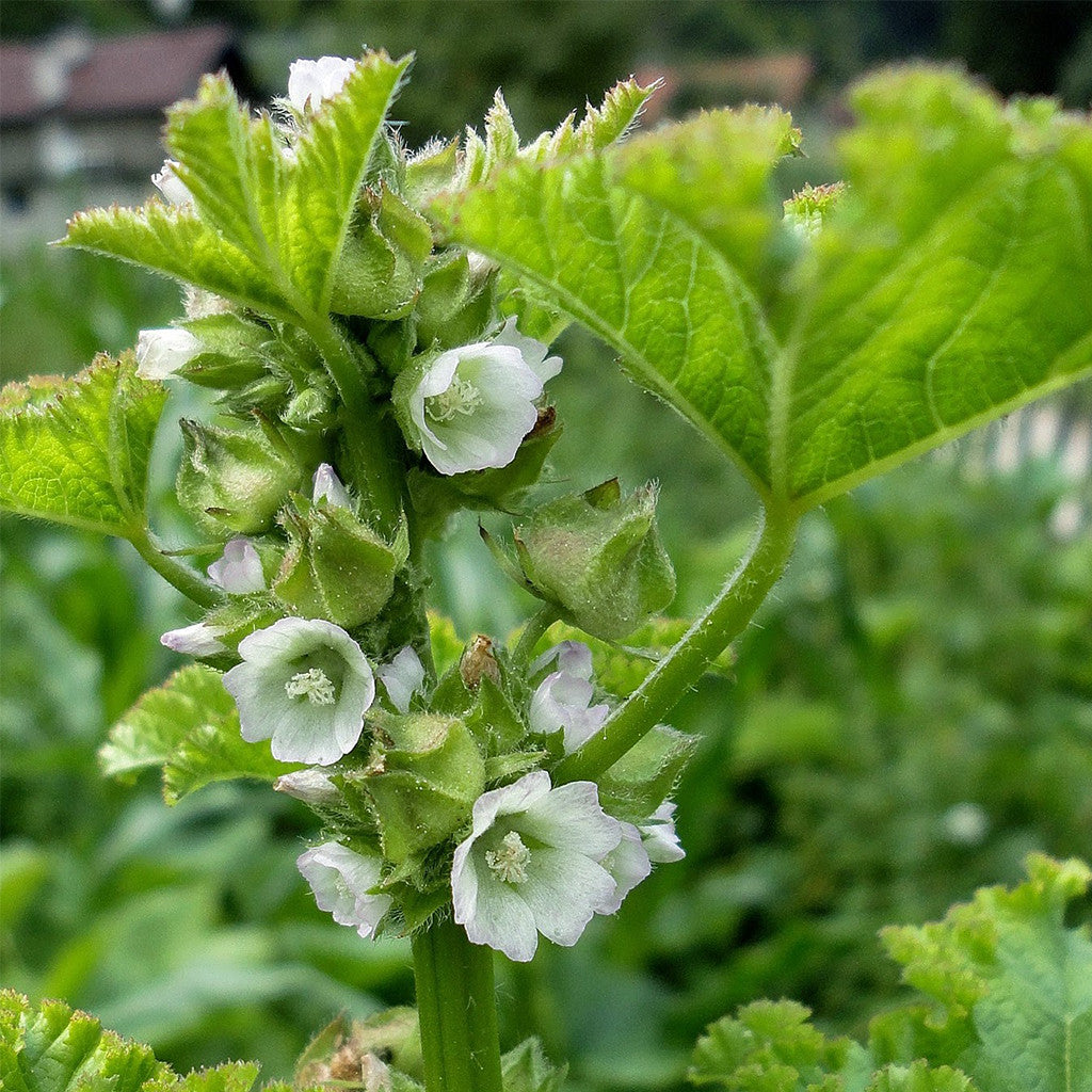 Chinese Mallow Seeds (Malva verticillata) – Frozen Seed Capsules™