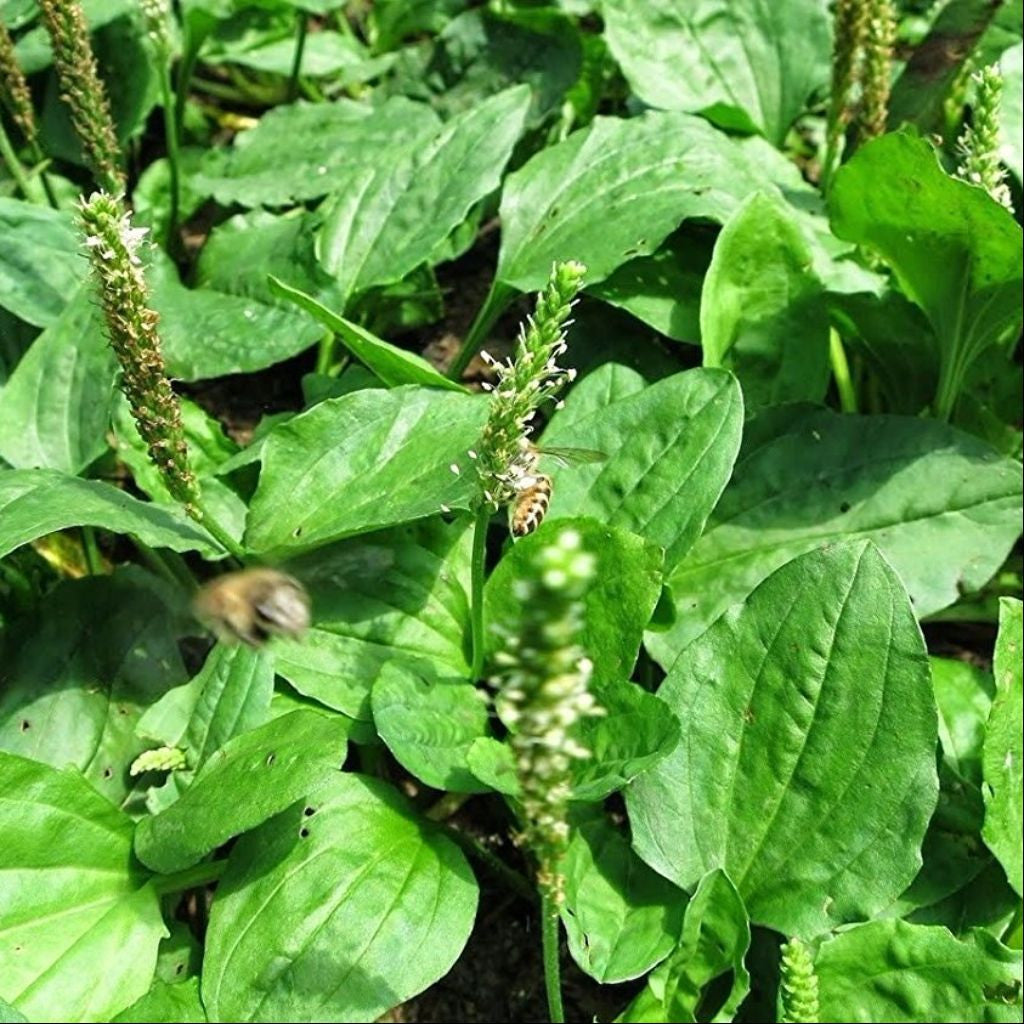 Chinese Plantain Seeds (Plantago asiatica)