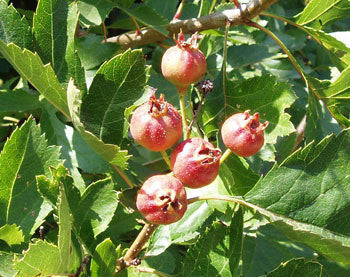 Chinese Hawthorn Seeds (Crataegus pinnatifida)