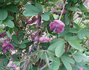 Chocolate Vine Seeds (Akebia quinata)