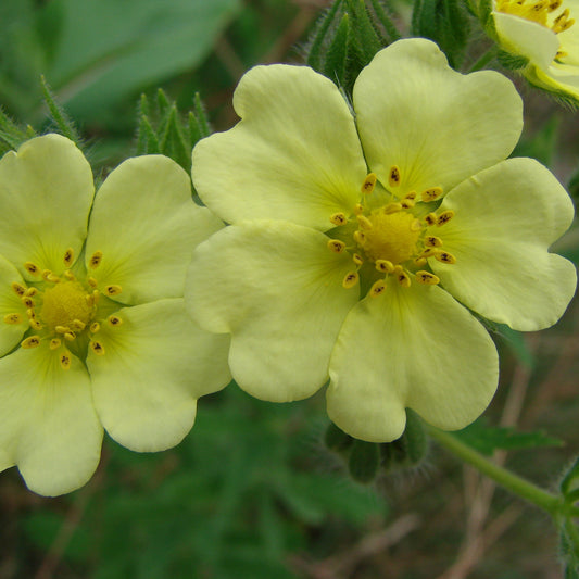 Cinquefoil Seeds (Potentilla recta)