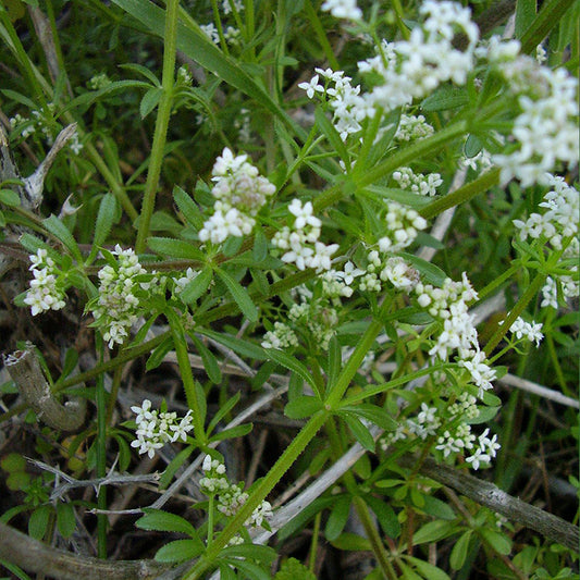 Cleavers Seeds (Galium aparine)