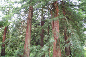 Coast Redwood Seeds (Sequoia sempervirens)