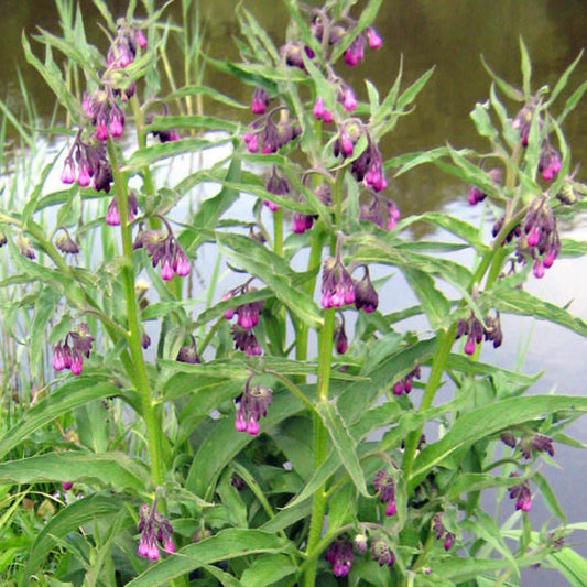 Comfrey Seeds (Symphytum officinale)