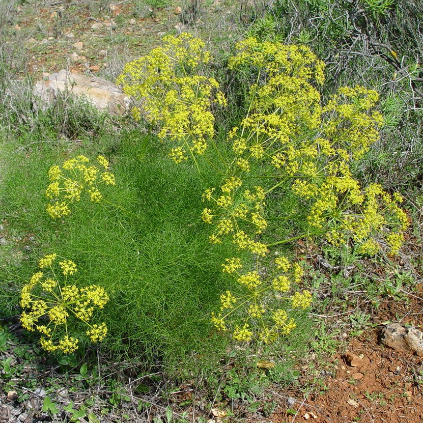 fennel seeds on plant Common Fennel Seeds (Foeniculum vulgare)