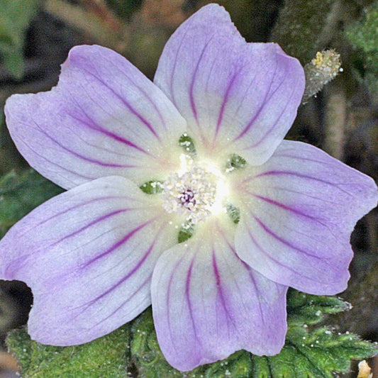 Common Mallow Seeds (Malva sylvestris)