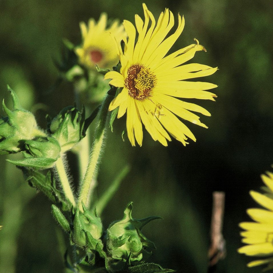 compass plant seed Compass Plant Seeds (Silphium laciniatum) – Frozen Seed Capsules™