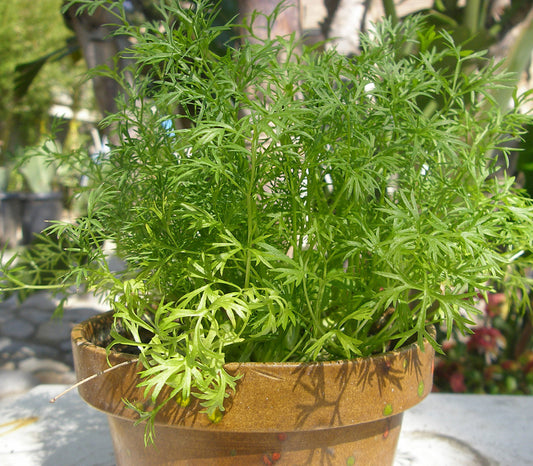 Confetti Coriander Seeds (Coriandrum sativum)