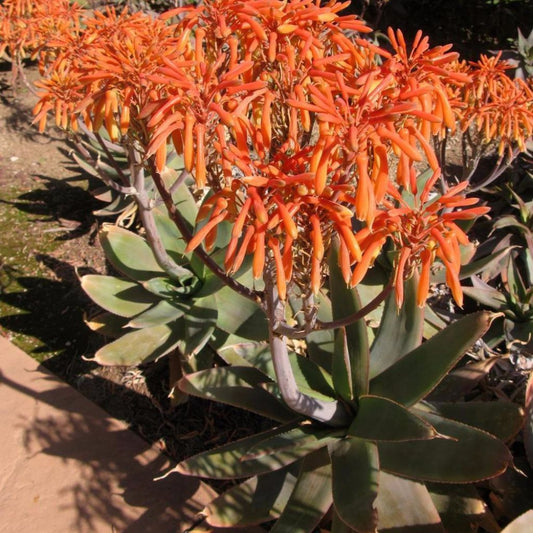 Coral Aloe Seeds (Aloe striata)