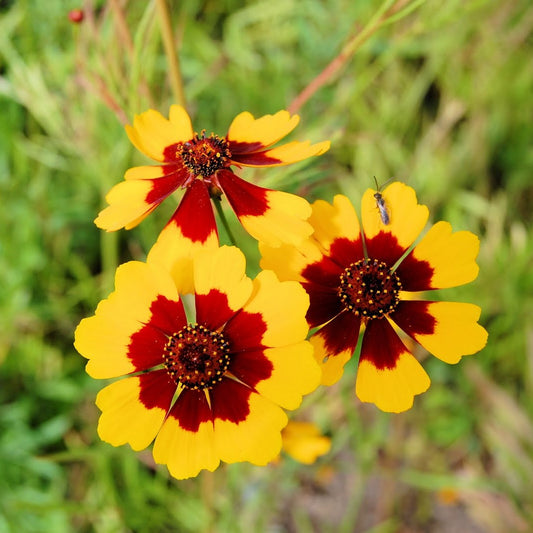 Coreopsis Seeds (Coreopsis tinctoria)