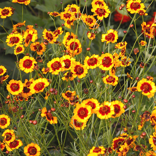 Coreopsis Seeds (Coreopsis tinctoria)