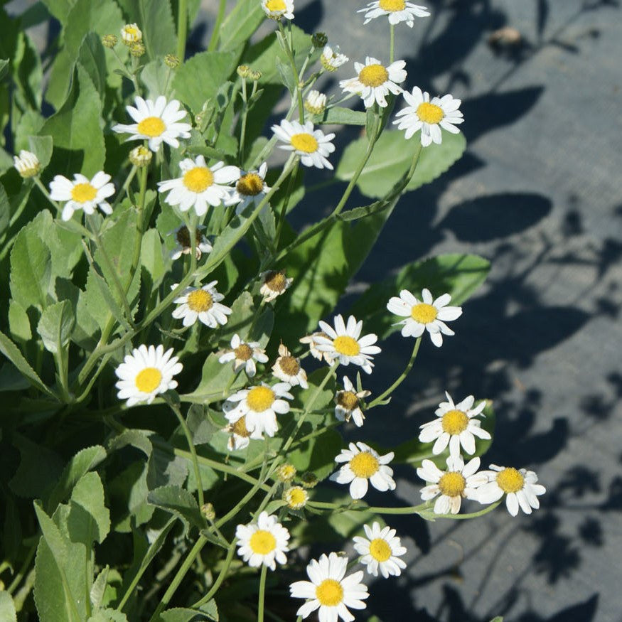 Costmary Seeds (Tanacetum balsamita) – Frozen Seed Capsules™