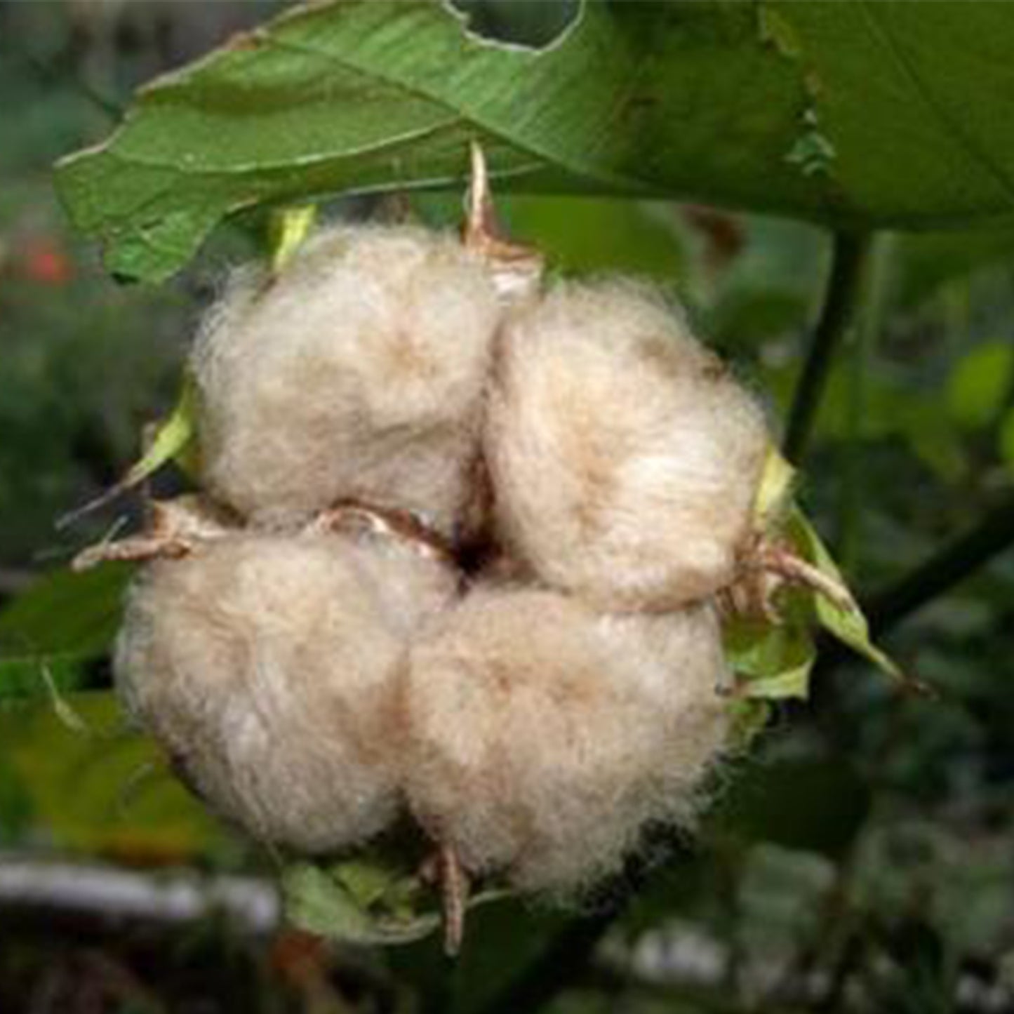 Sea Island Brown Cotton Seeds