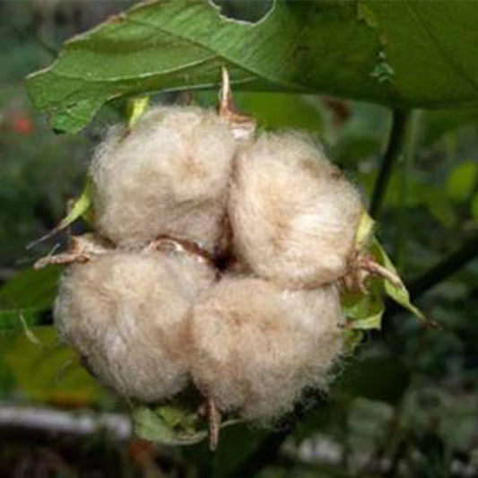 Sea Island Brown Cotton Seeds [DISCONTINUED]