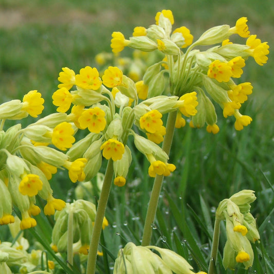 Cowslip Seeds (Primula veris)