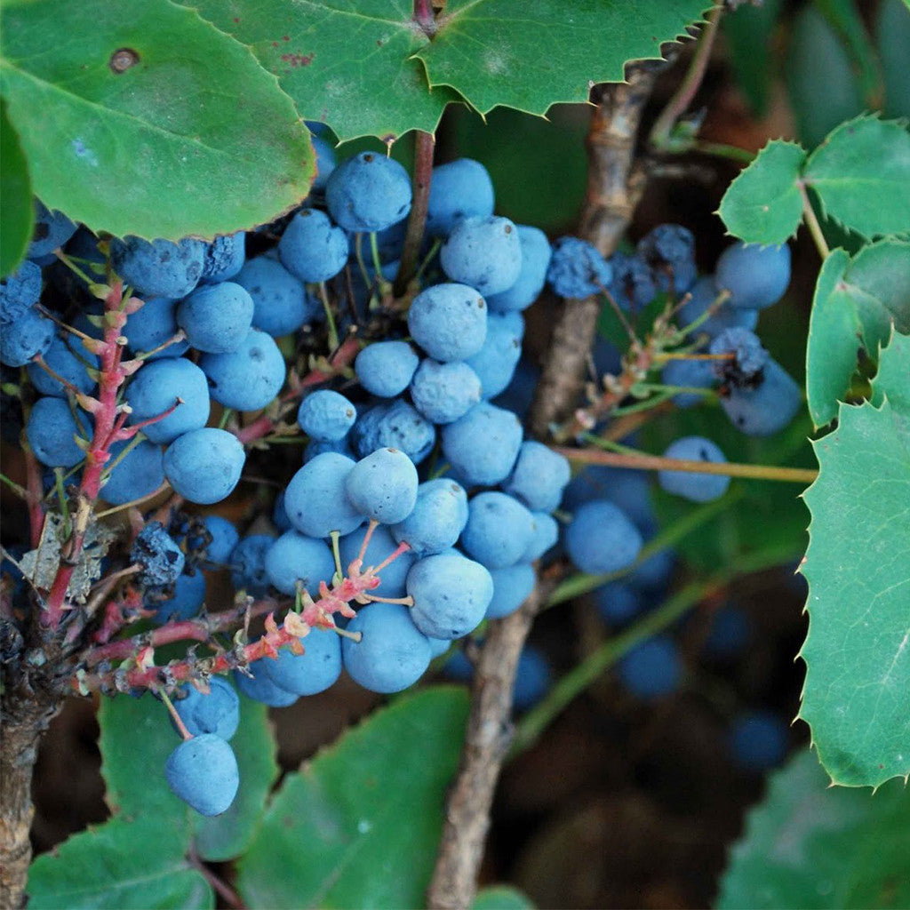Creeping Oregon Grape Seeds (Mahonia repens)