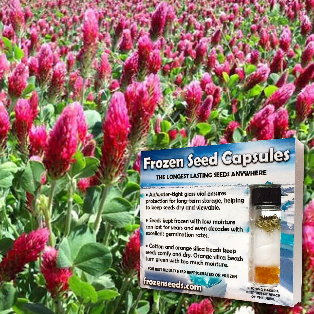 planting frozen seeds Crimson Clover Seeds (Trifolium incarnatum)