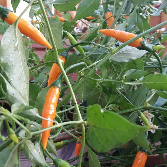 Criolla Sella Pepper Seeds (Capsicum baccatum)