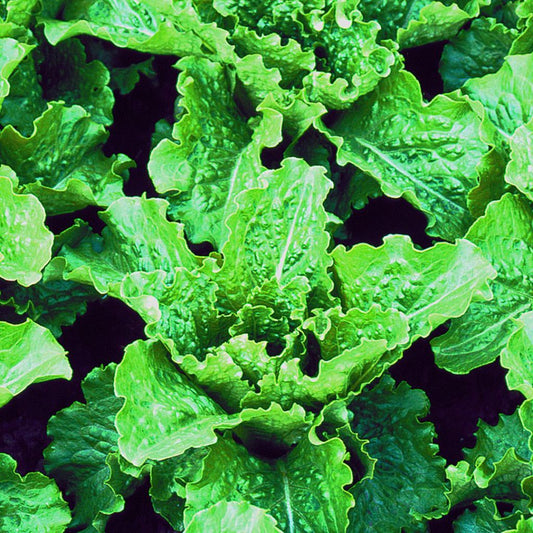 Crisp Mint Romaine Lettuce Seeds (Lactuca sativa)